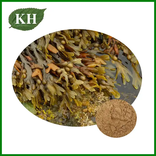 Bladder Wrack Extract